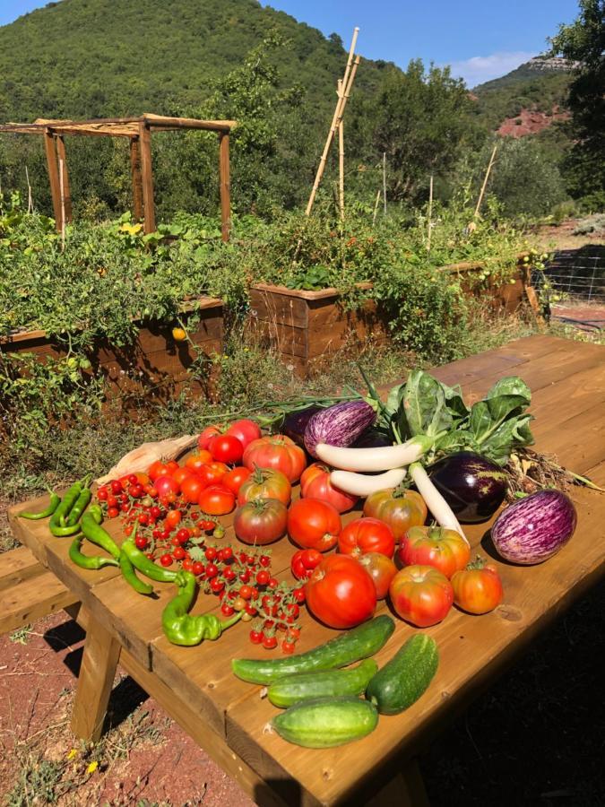Domaine De Montbarri Bed & Breakfast La Tour-sur-Orb Luaran gambar